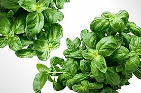 Basil infused Extra Virgin Olive Oil 375ml