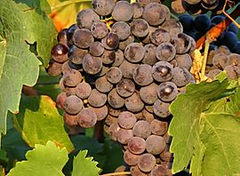 Traditional 18 Year Balsamic Vinegar 375ml