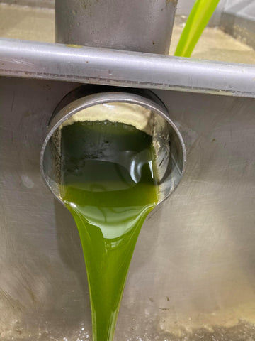 Manzanillo ROBUST EVOO (Spain)